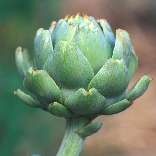 Glechoma Longituba High Yield Vegetable Seeds for Home Garden , Outdoor Kitchen Garden Seeds , Easy to Grow Vegetable Plants