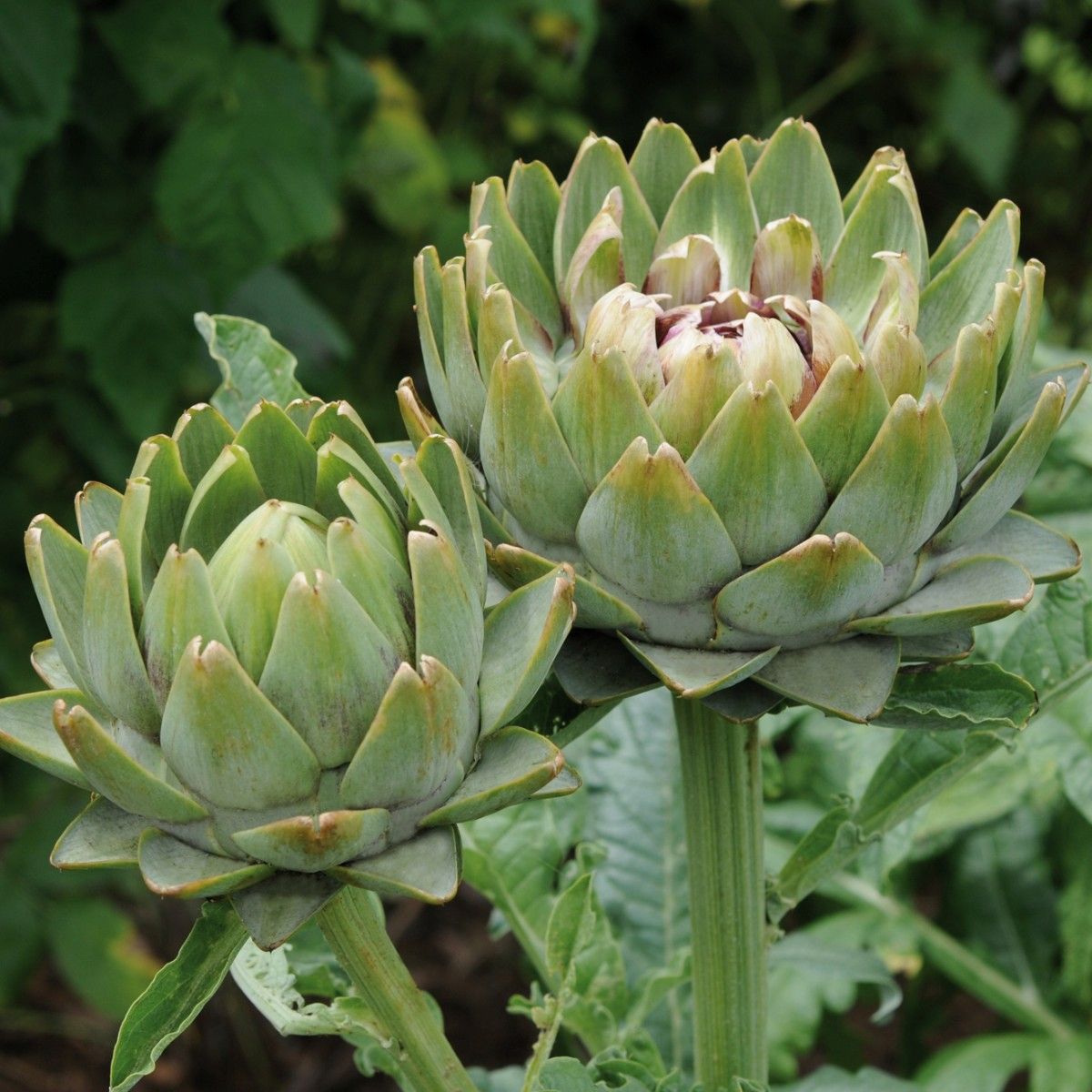 Glechoma Longituba High Yield Vegetable Seeds for Home Garden , Outdoor Kitchen Garden Seeds , Easy to Grow Vegetable Plants
