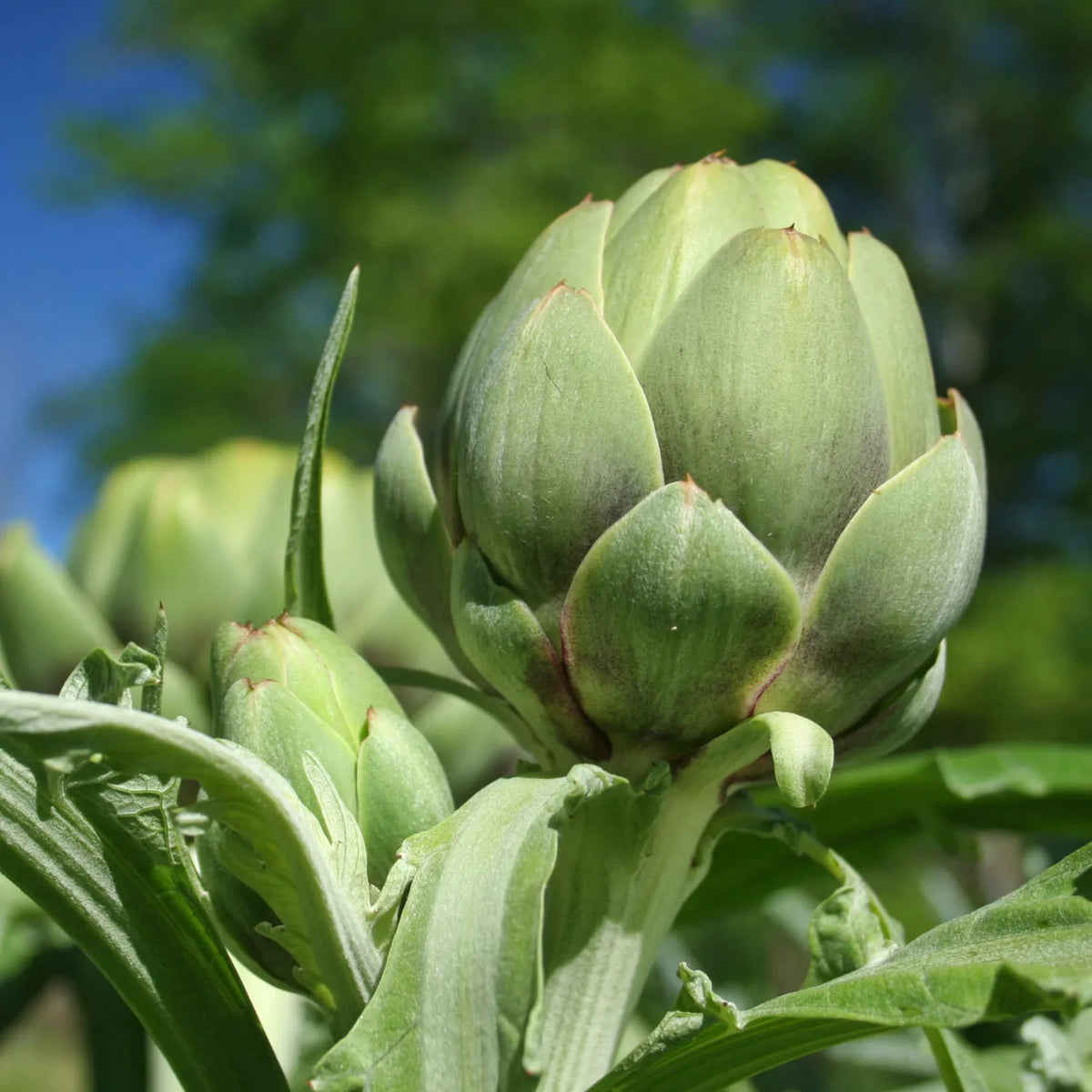 Glechoma Longituba High Yield Vegetable Seeds for Home Garden , Outdoor Kitchen Garden Seeds , Easy to Grow Vegetable Plants