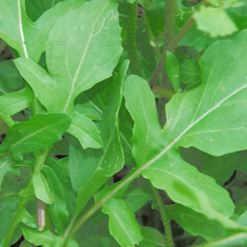 Arugula Seeds Roquette Eruca Vesicaria Sativa Rocket Rucola Rugula