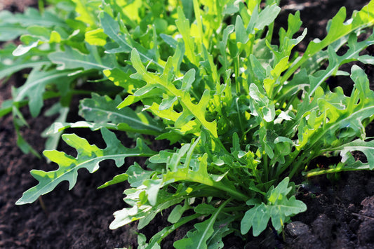 Arugula plant with peppery green leaves in garden