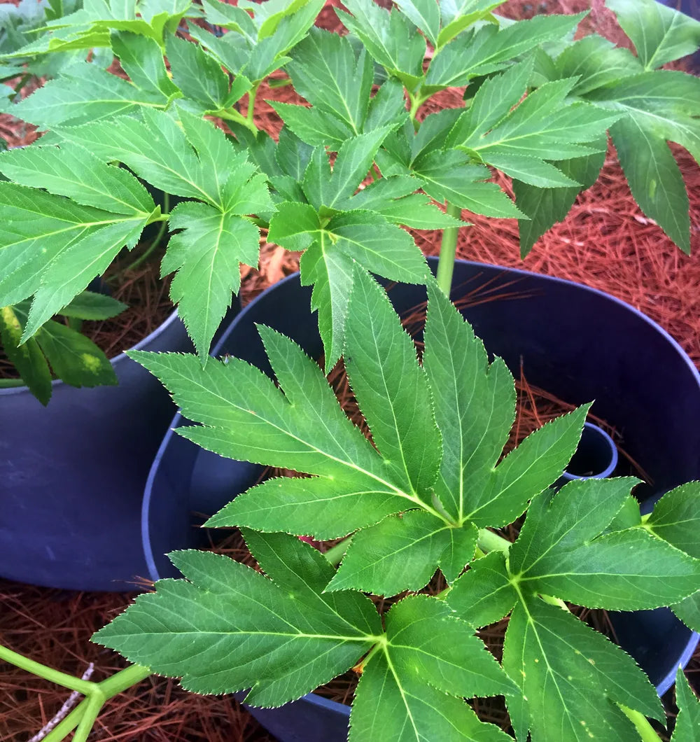 Ashitaba Seeds For Planting - Grow Your Own Herbal Wellness Plant
