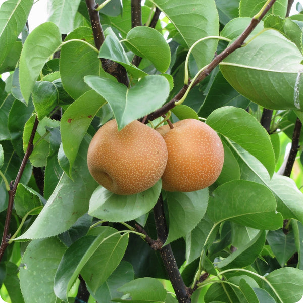 Asian pear tree seeds Pyrus pyrifolia hardy edible fruit tree