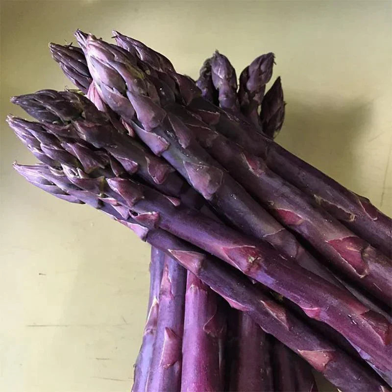 Purple Asparagus Seeds  Perfect for Planting