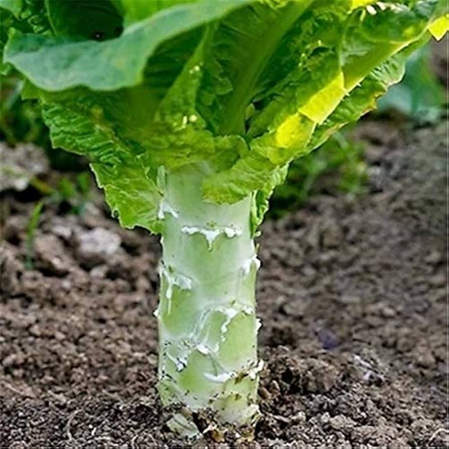 Asparagus-type Celtuce seeds for garden planting