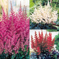 Non Gmo Astilbe Mixed Seeds
