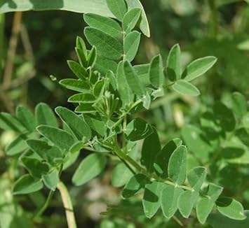 Astragalus Membranaceus Seeds for Easy Planting