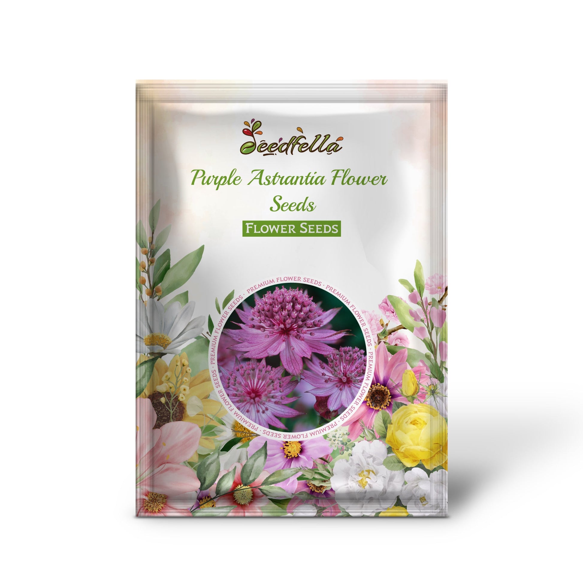 Non GMO Purple Astrantia seeds for home gardening