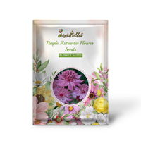 Non GMO Purple Astrantia seeds for home gardening