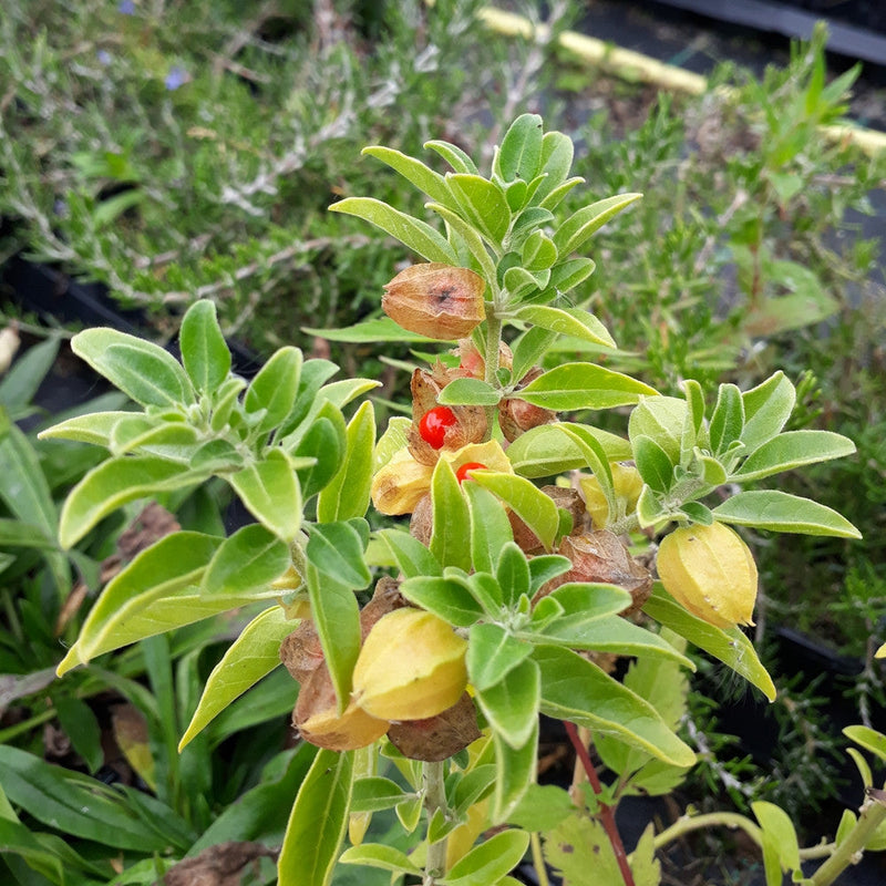 Green Withania Somnifera Seeds for Planting: Cultivate Your Own Medicinal Herb
