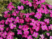 Aubrieta Seedlings Growing