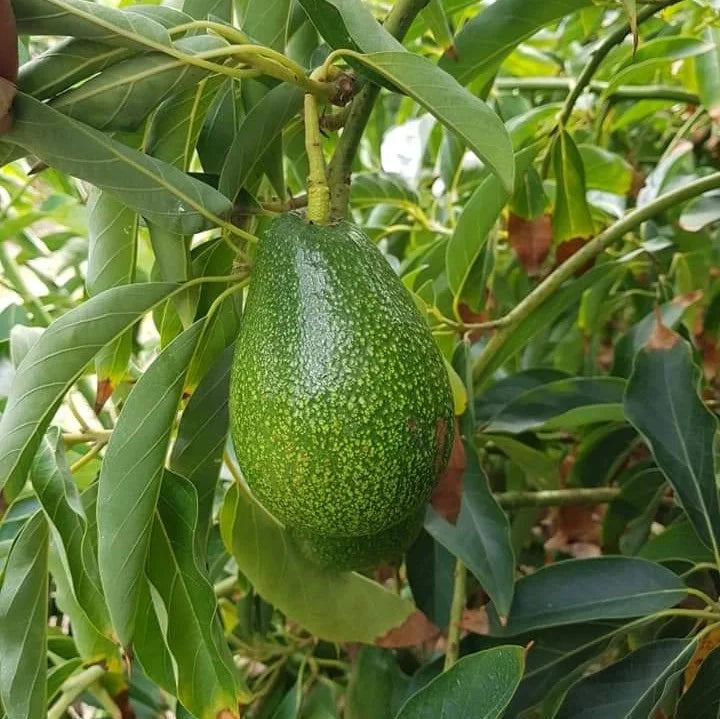 Green Avocado Seeds - Planting Seeds for Fresh Avocado Trees