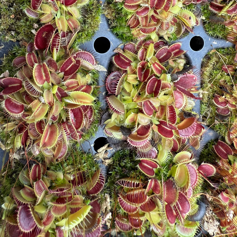 Mixed Venus Fly Trap Flower seeds for Planting - Garden Favorite, Heirloom & GMO Free Seeds for Home Garden