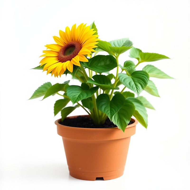 Yellow Sunflower Perennial Flower Seeds for Planting Garden Favorite Heirloom & GMO Free Seeds for Home Garden
 
 Sale