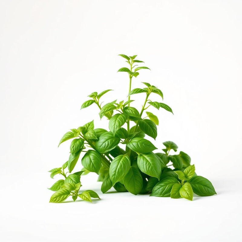 Basil Seeds for Planting - Green Variety