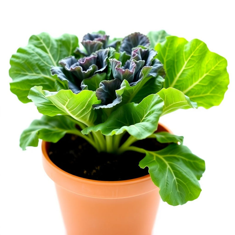 Kales Brassica Flower seeds for Planting Easy to Grow Heirloom & GMO Free Seeds for Home Garden