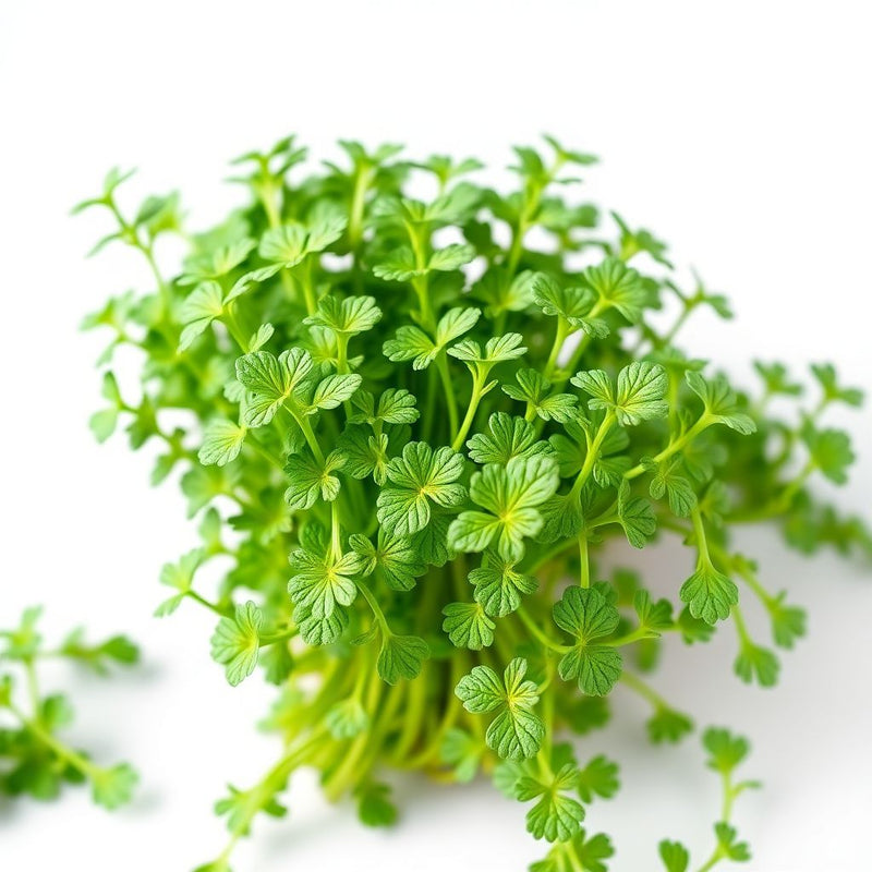 Green Mizuna Seeds for Planting Fast-Growing Vegetable Greens