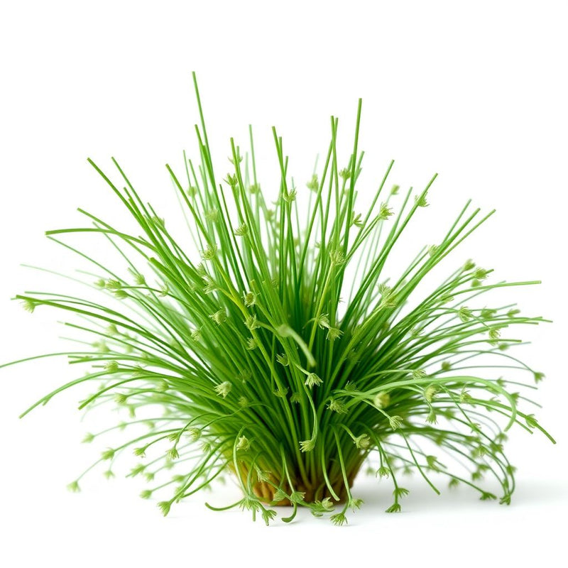 Green Chive Vegetable Seeds - Perfect for Planting