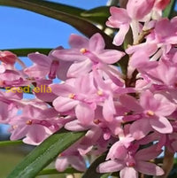Baby Pink Ascocentrum Ampullaceum Seeds