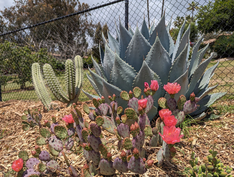 Opuntia Plant Seeds  Essential Guide for Planting