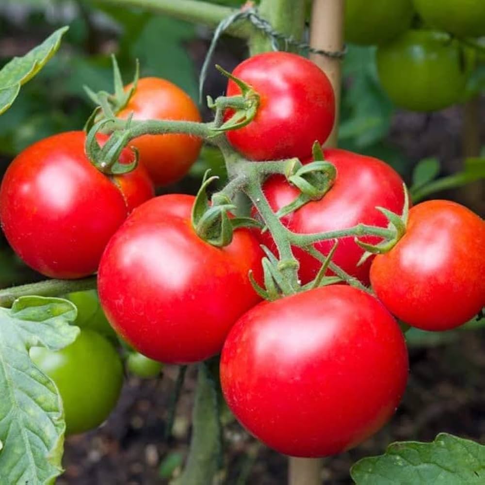 Balkon Red F1 tomato plants growing in containers