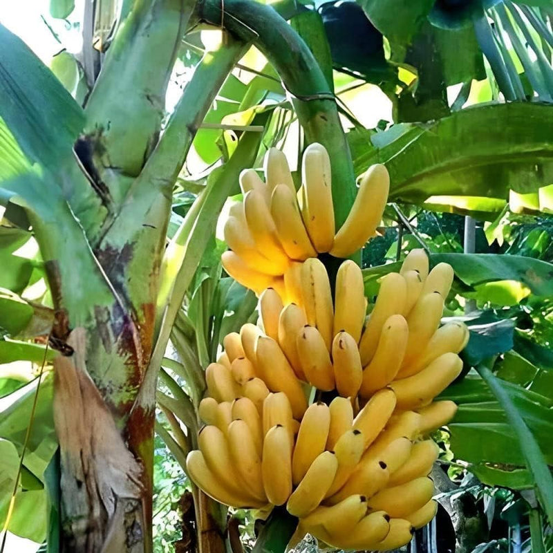 Banana Fruit Seeds for Planting - Yellow Variety, Step-by-Step Guide for Growing Sweet, Yellow Bananas