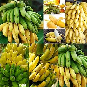 Banana Musa seeds for planting