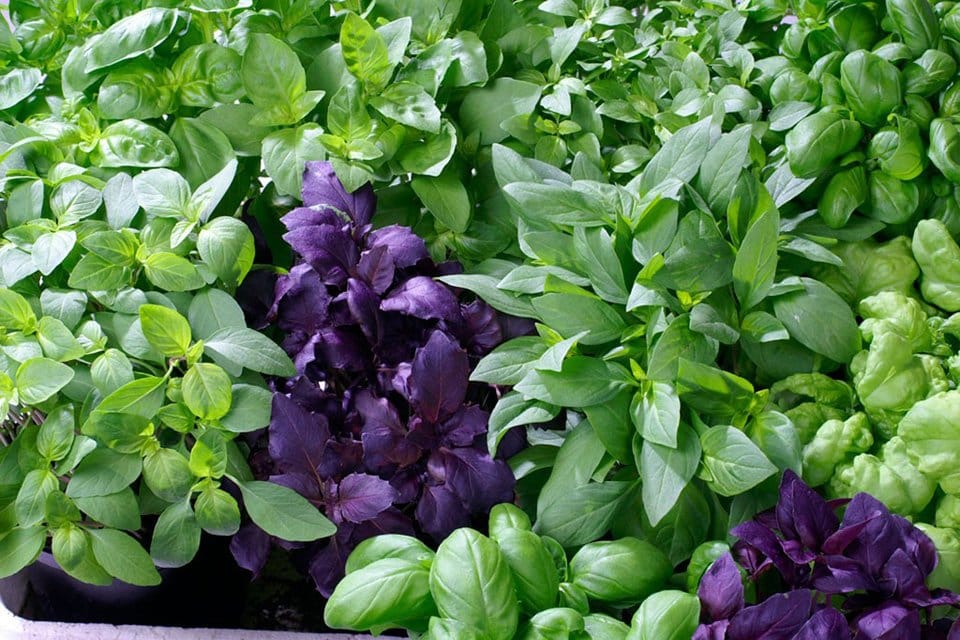 Basil Seed Mix  Perfect for Planting