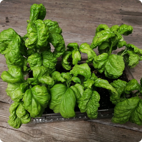 Tuscany Basil seeds Ocimum basilicum plant for home gardening