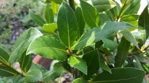 Bay Laurel Seeds for Easy Home Garden Planting