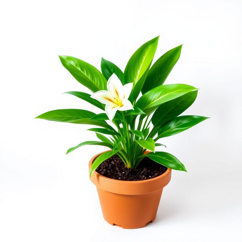 Alstroemeria Flower Seeds, Planting Guide for Peruvian Lily