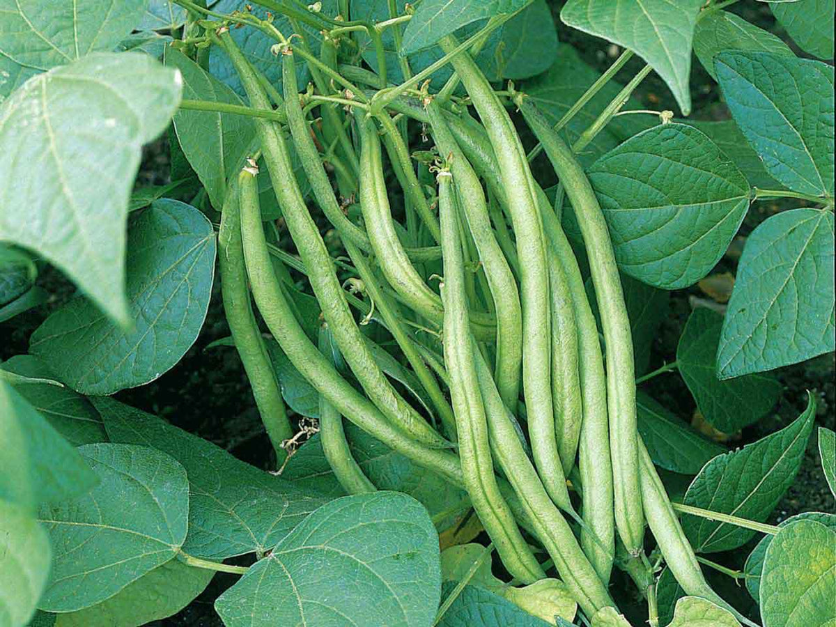 Mixed Pinto Bean Seeds for Garden Planting