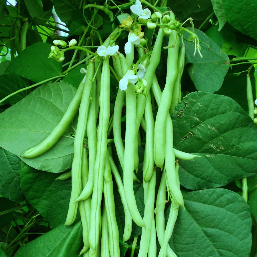 Bush Bean Vegetable Seeds for Easy Planting