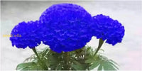 Beautiful Blue Marigold Flower Seeds For Your Home Garden