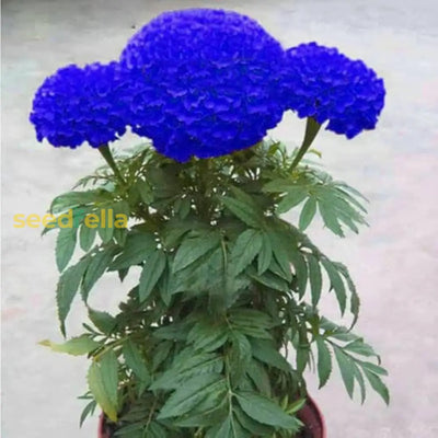 100 Pcs