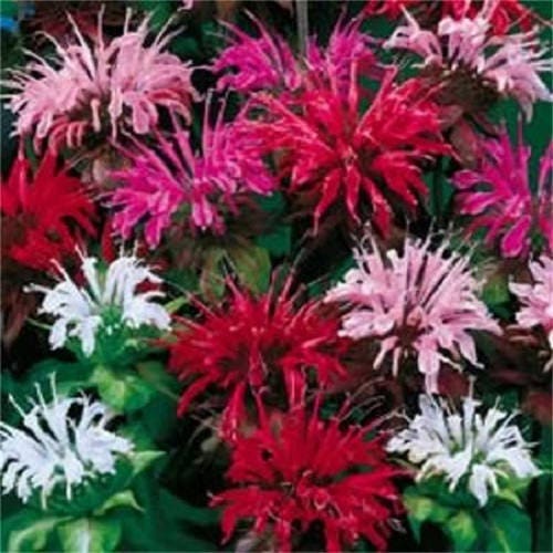 Bee Balm Mix Monarda Didyma Seeds for Garden Planting