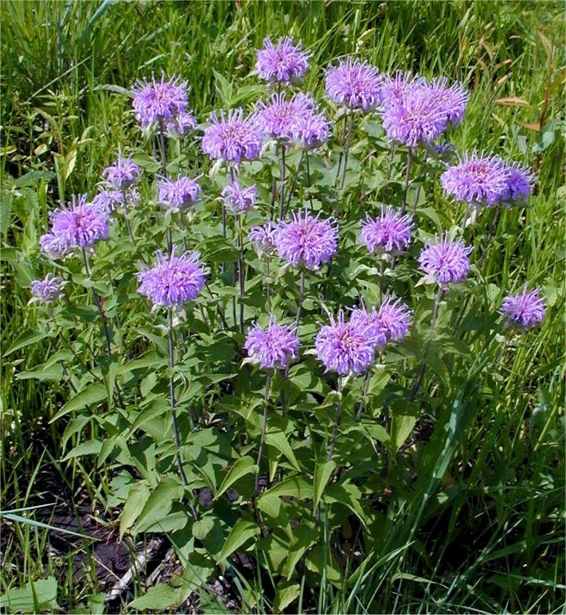 Wild Bergamot Flowers Attracting Bees and Butterflies