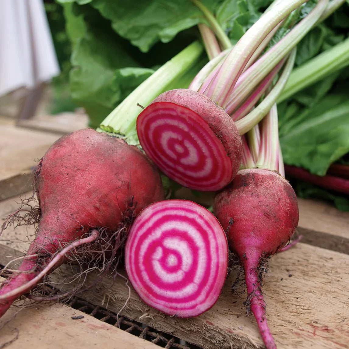 Red Chioggia Beet Seeds for Home Gardening