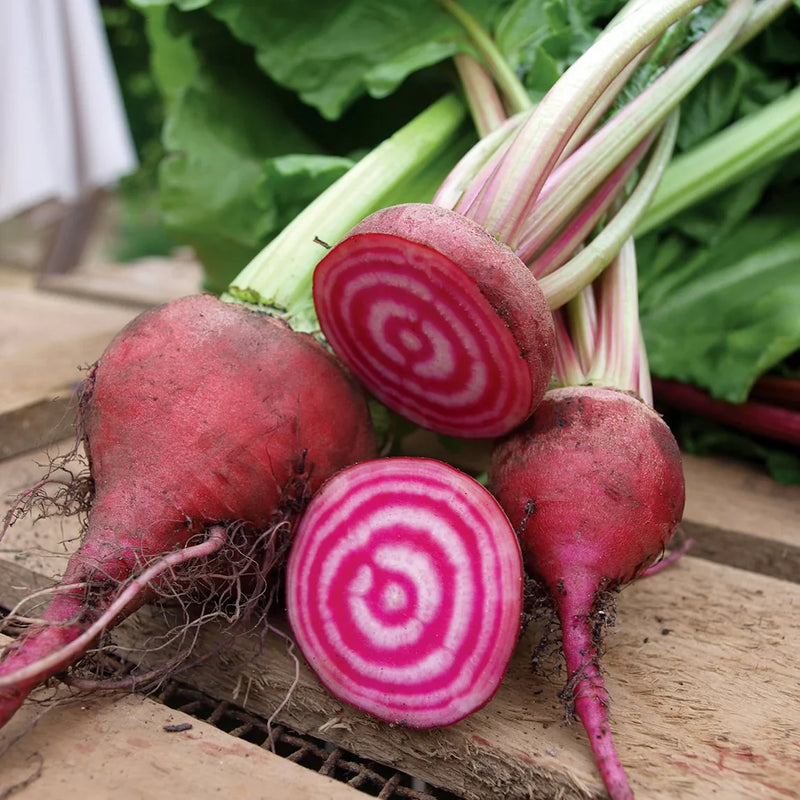 Red Chioggia Beet Seeds for Home Gardening