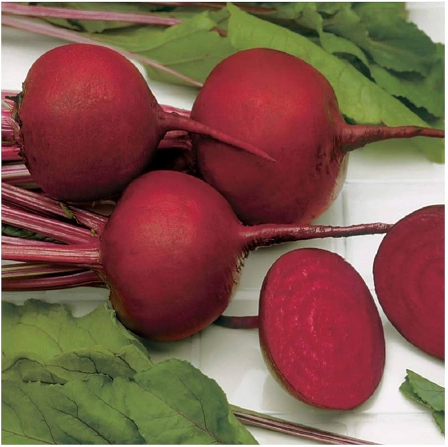 Young beetroot seedlings sprouting in vegetable patch