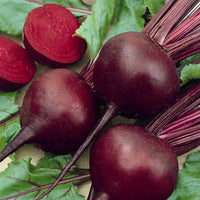 Beta vulgaris beetroot seeds for planting in garden