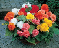 Begonia Mixed Seeds For Planting  Colorful Annual Flowers Flower