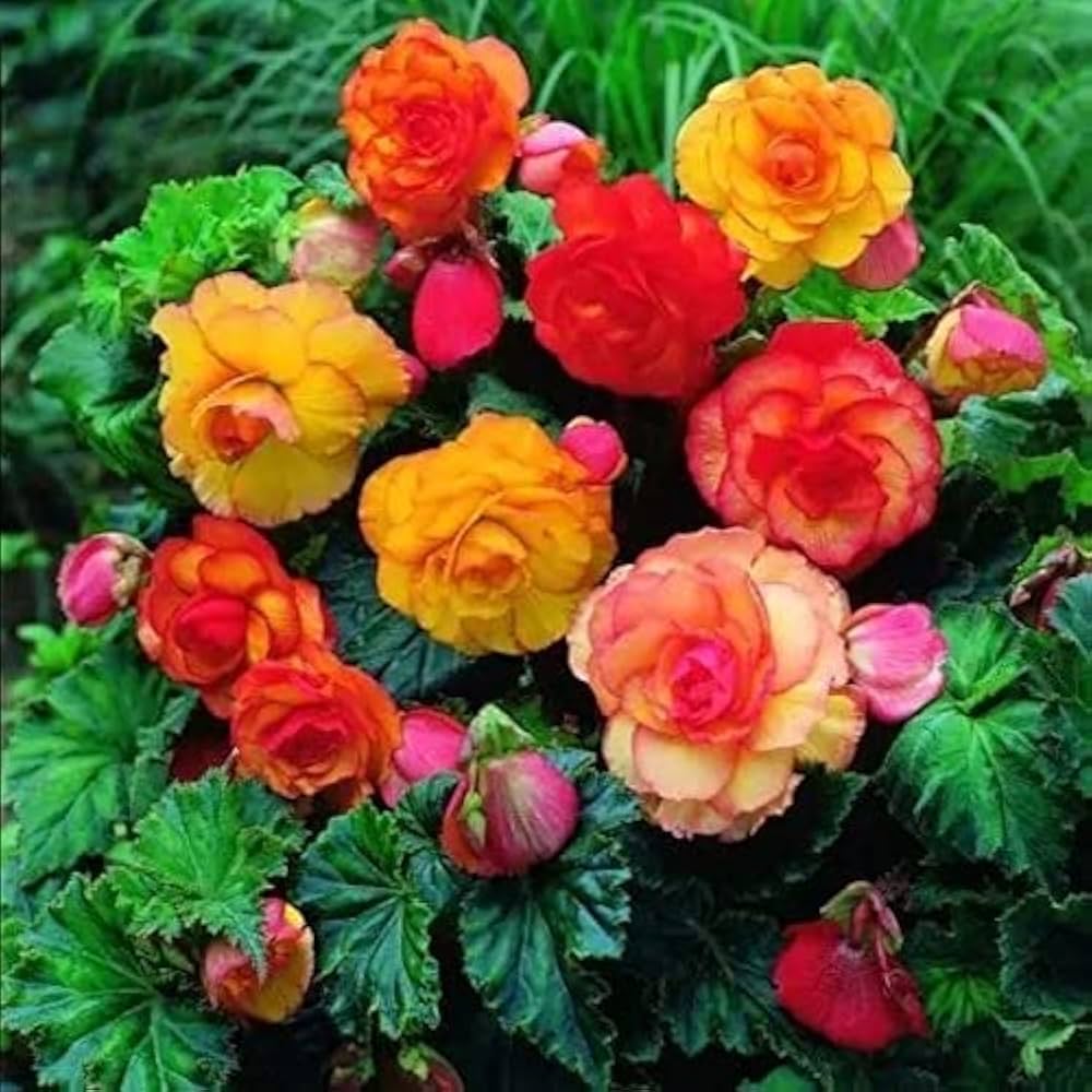Begonia Seeds For Planting