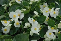 Begonia White Flower Seeds For Planting  Elegant Annual Blooms Gardens & Pots