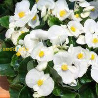 Begonia White Flower Seeds For Planting  Elegant Annual Blooms Gardens & Pots