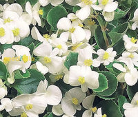 Begonia White Flower Seeds For Planting  Elegant Annual Blooms Gardens & Pots