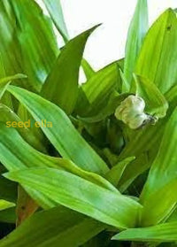 Beijing plant seeds for healthy garden growth