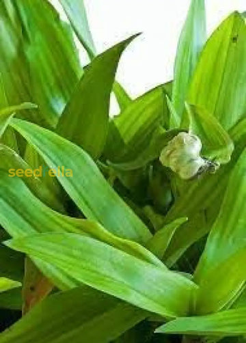 Beijing plant seeds for healthy garden growth