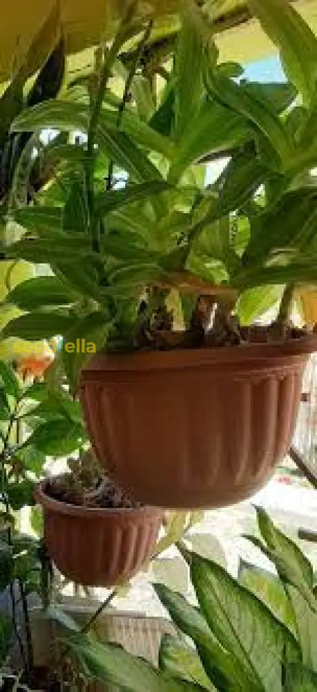 Non GMO Beijing seeds for home gardening