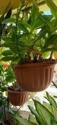 Non GMO Beijing seeds for home gardening